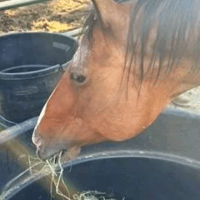 A brown horse eats hay from a black tub in the foreground, with another black tub and a dirt ground in the background.