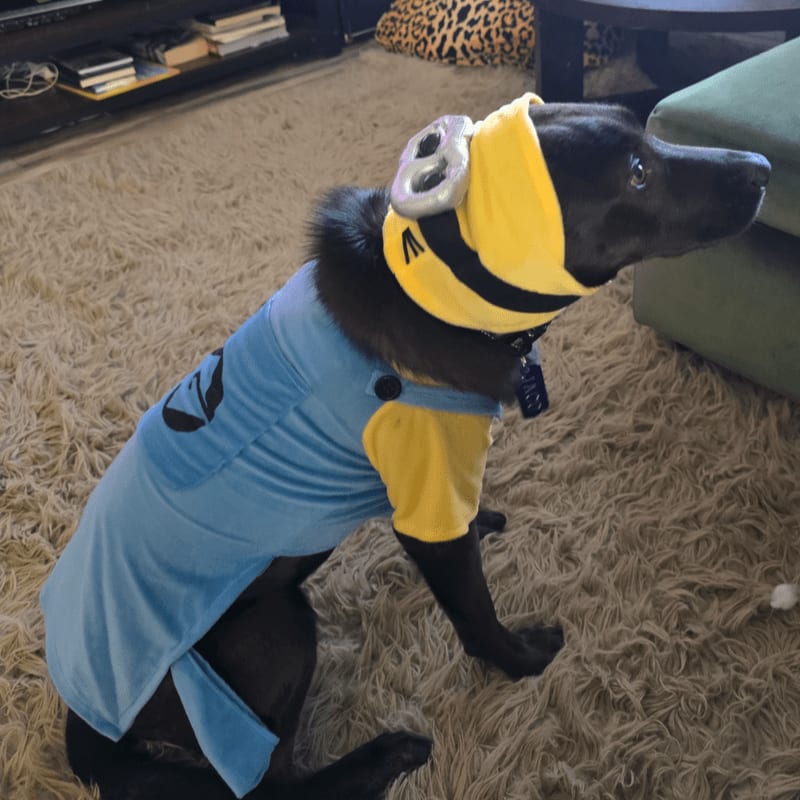 A black dog wearing a Minion costume sits on a beige shag carpet in a living room.