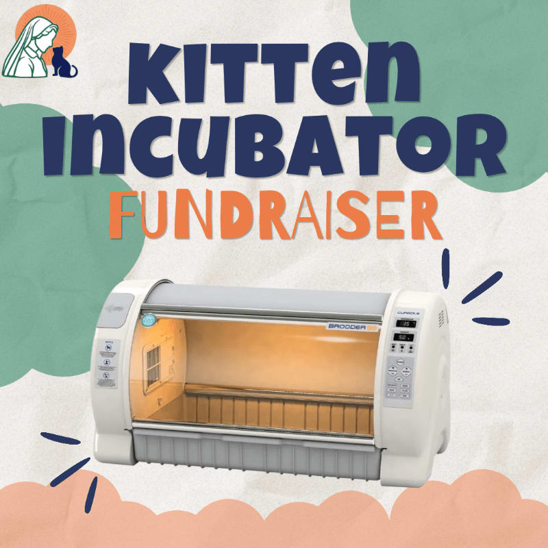 A white kitten incubator sits in the foreground against a colorful background featuring blue text and abstract green and peach shapes.
