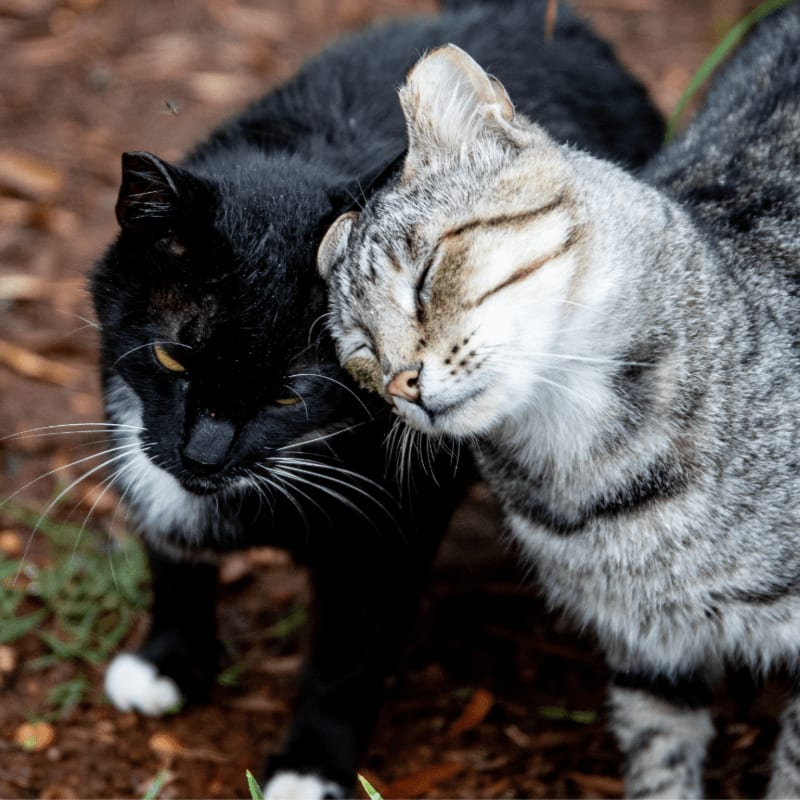 A black cat and a grey tabby cat stand close together in the foreground against a blurred, earthy brown background.