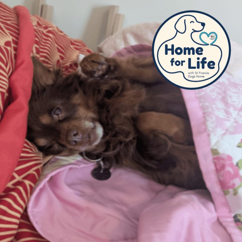A brown dog lies on its back amidst pink and red patterned blankets, with a "Home for Life" logo overlaid in the upper right corner.