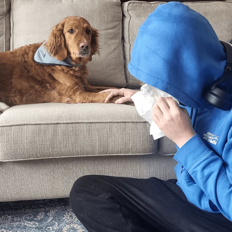 A person in a blue hoodie sits on the floor blowing their nose with a tissue while a golden cocker spaniel watches from a grey couch.