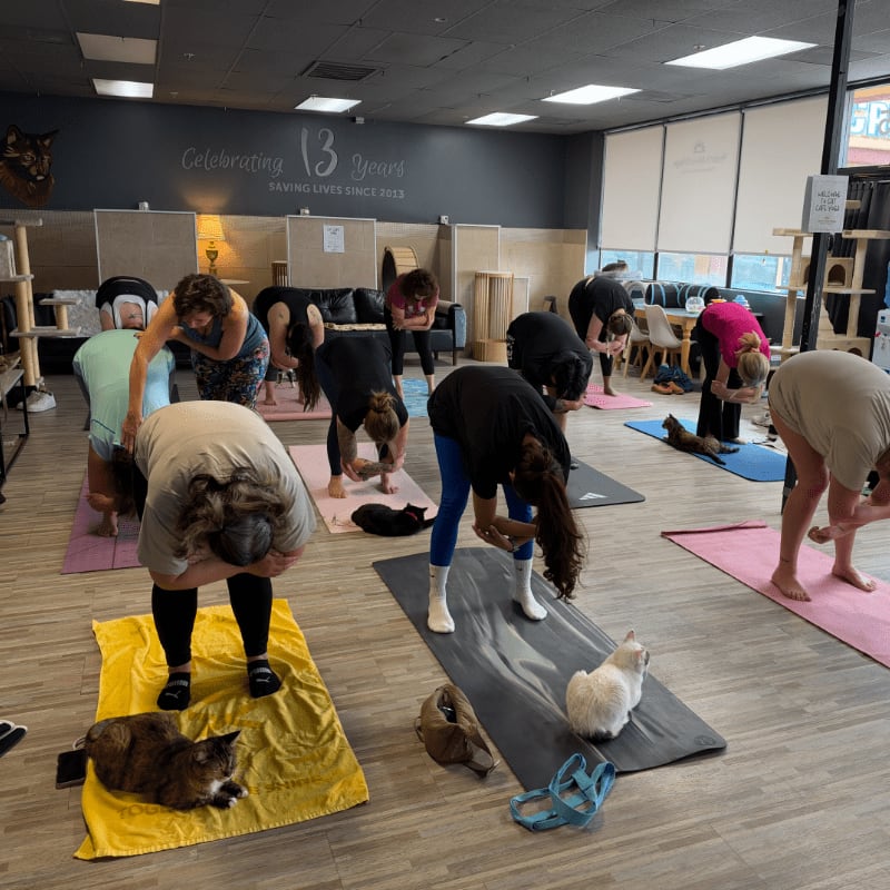 People practice yoga on mats in a studio with cats lounging around them and a "Celebrating 13 Years" sign on the back wall.