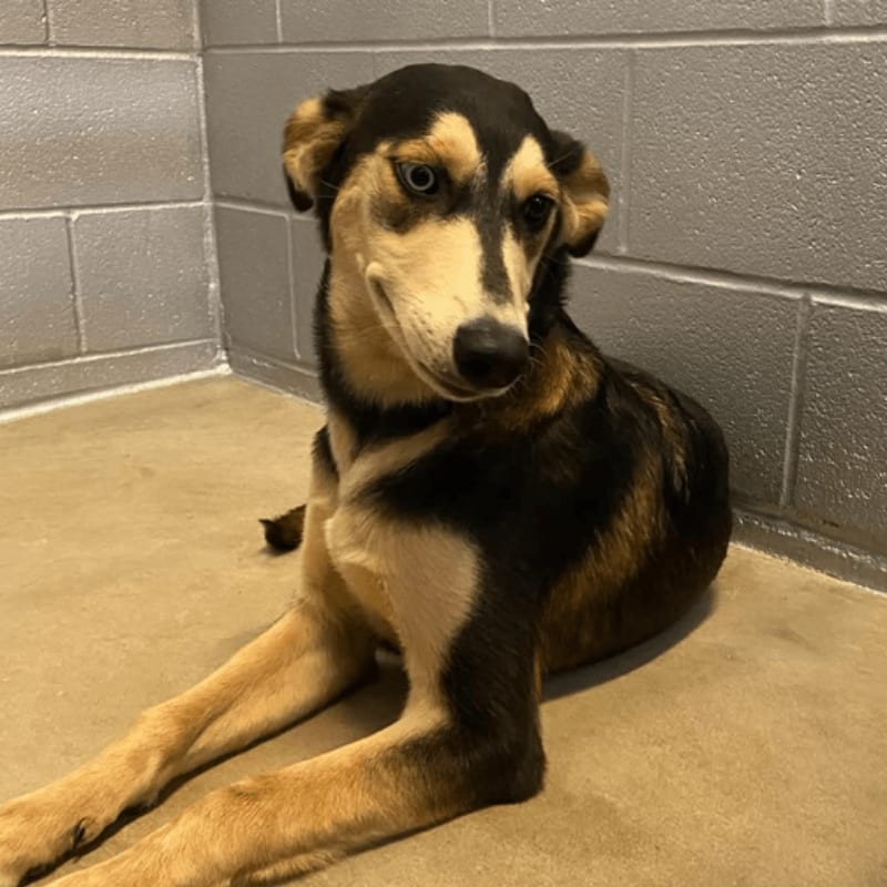 A black and tan dog lies on a concrete floor against a grey cinder block wall.