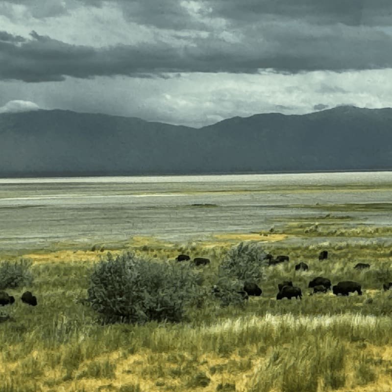 A herd of bison grazes in a grassy field in the foreground, with a wide plain, distant mountains, and a cloudy sky in the background.