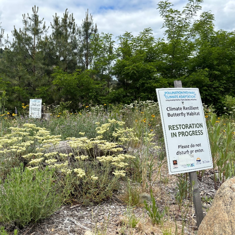 A white sign announcing a butterfly habitat restoration stands among wild yellow and white flowers in the foreground, with a backdrop of lush green trees under a cloudy sky.