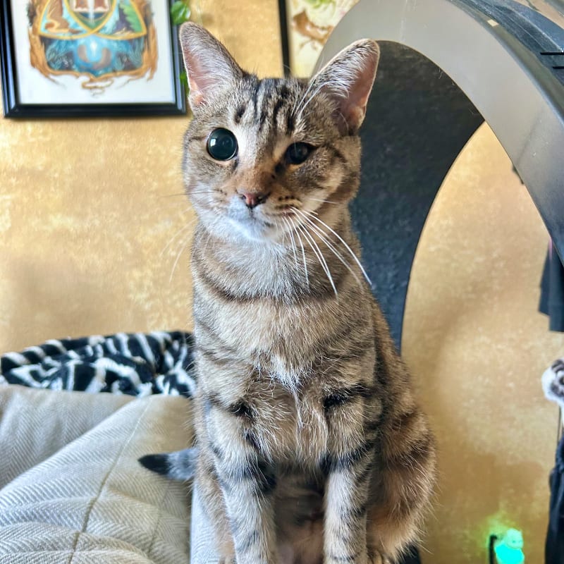 A brown tabby cat with one eye sits on a grey blanket in front of a gold wall and a framed picture.