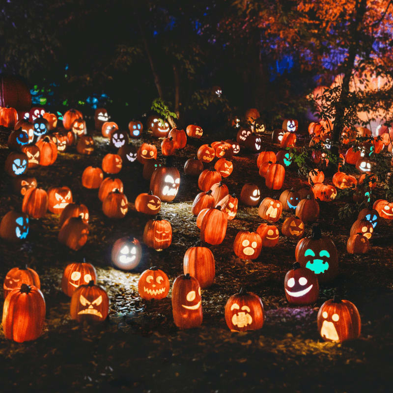 a group of pumpkins in a field