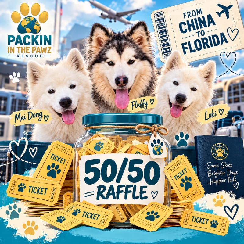 Three fluffy dogs stand behind a glass jar filled with raffle tickets, set against a background featuring an airplane and a travel-themed banner.