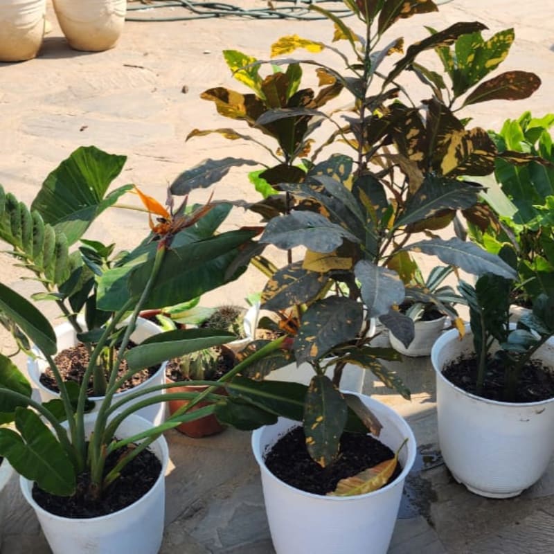 Several potted plants with green and variegated leaves sit in the foreground against a sandy, light-colored ground.