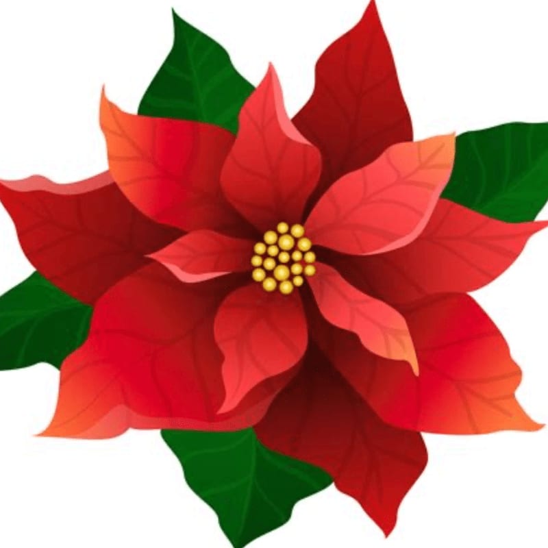 A vibrant red poinsettia flower with a yellow center sits atop green leaves against a plain white background.