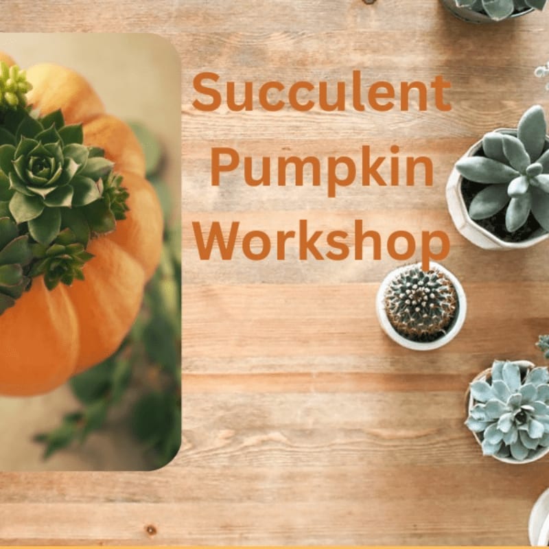A succulent-filled pumpkin sits in the foreground against a wooden background featuring small potted succulents and the text "Succulent Pumpkin Workshop."