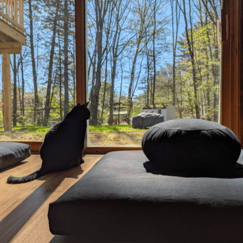 A black cat sits on a wooden floor looking out a large window at a sunny forest.