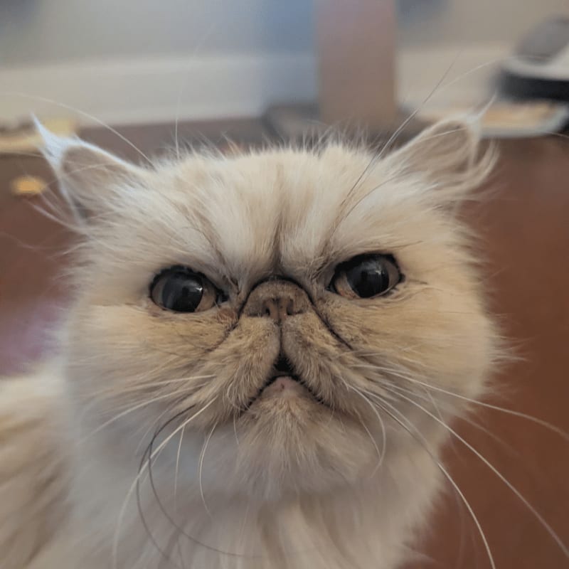 A fluffy, cream-colored Persian cat stares forward in the foreground against a blurred indoor background.