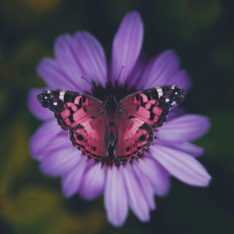 black and orange butterfly on purple flower