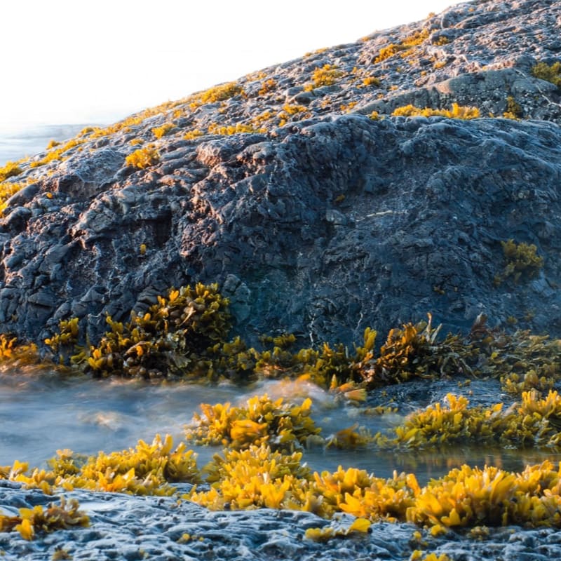 Yellow-green seaweed clings to dark, textured rocks in the foreground and background along a coastal shoreline.
