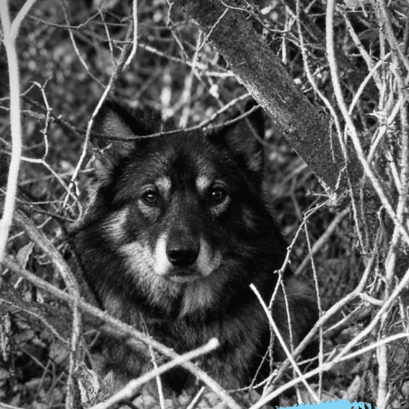 A fluffy dog sits amidst a dense thicket of bare branches and twigs in a black and white forest setting.