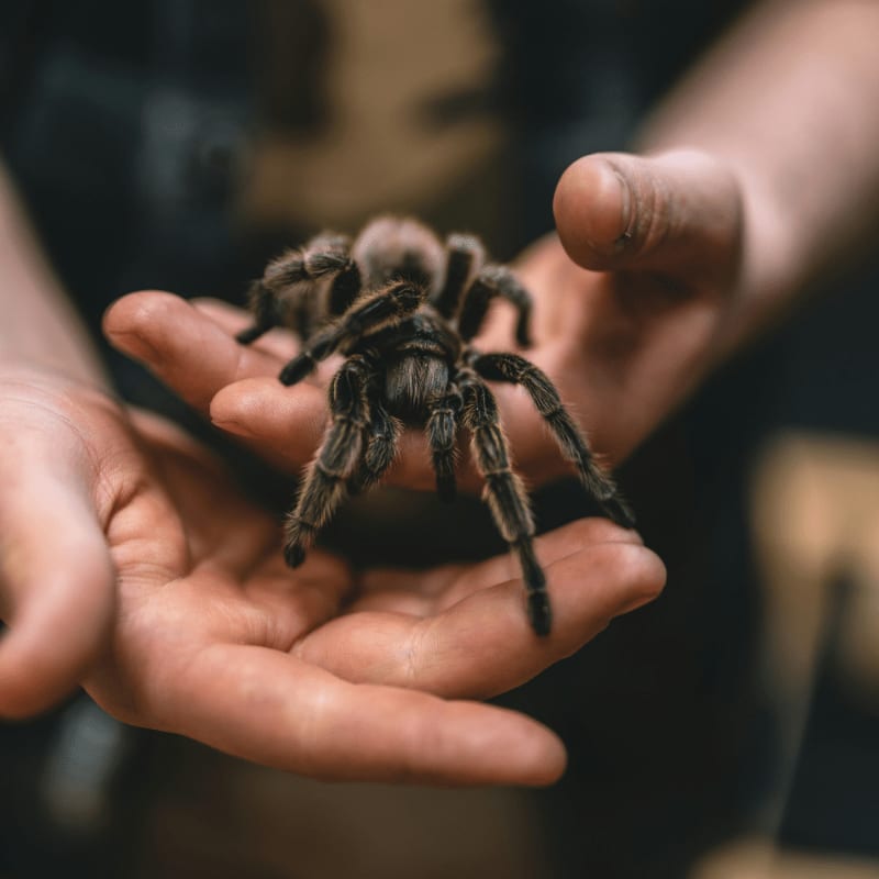 a person holding a spider in their hands