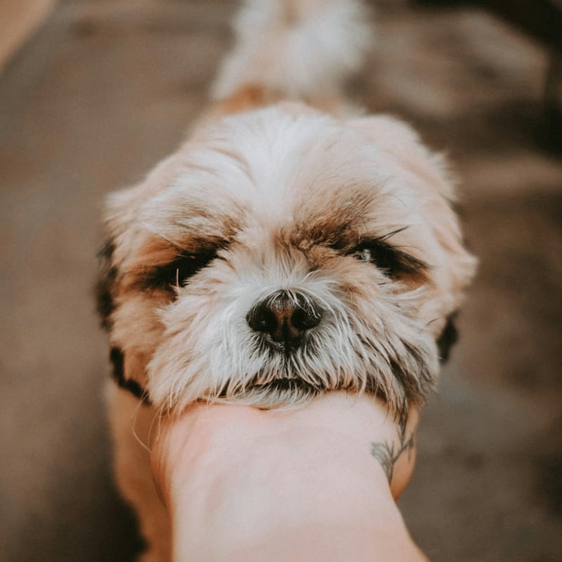 person holding white and brown long coated small dog