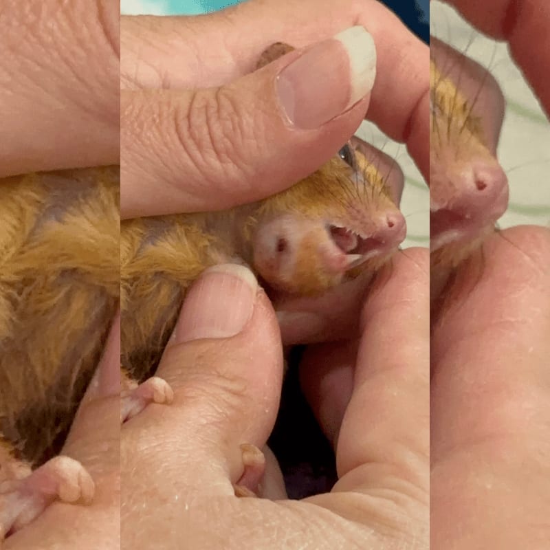 A person's hands hold a small, orange-furred rodent in the foreground against a blurred, neutral background.