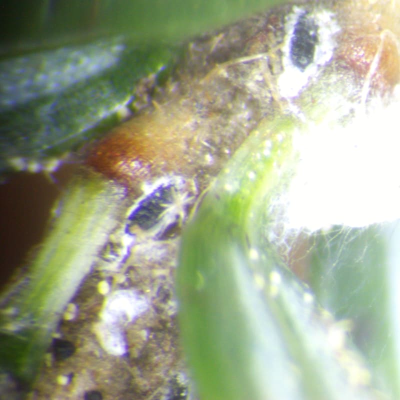 A close-up of a textured brown plant stem with small white spots in the foreground, set against a blurred green leafy background.