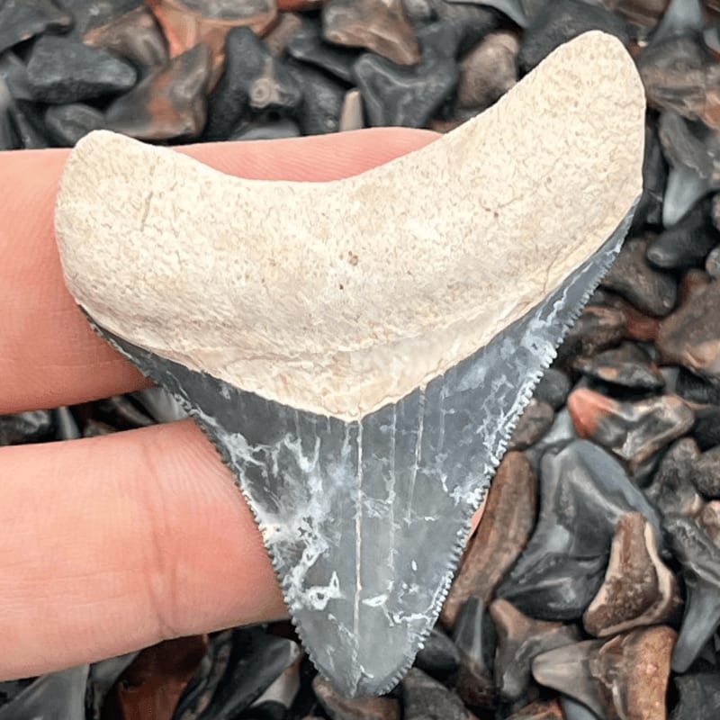 A hand holds a large, fossilized shark tooth against a background of many smaller, dark grey fossil teeth.