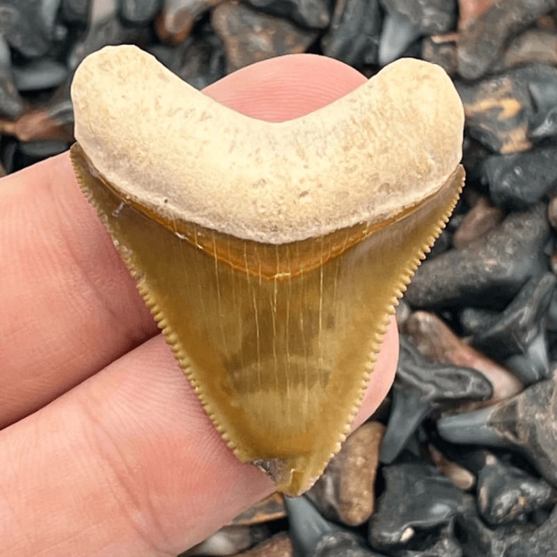 A person's fingers hold a large, fossilized shark tooth in the foreground against a background of many smaller, dark fossilized teeth.