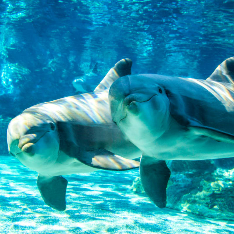 Two smiling dolphins swim in the foreground against a backdrop of clear, shimmering blue water and a sandy ocean floor.