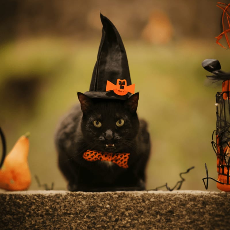 a black cat wearing a witches hat and bow tie