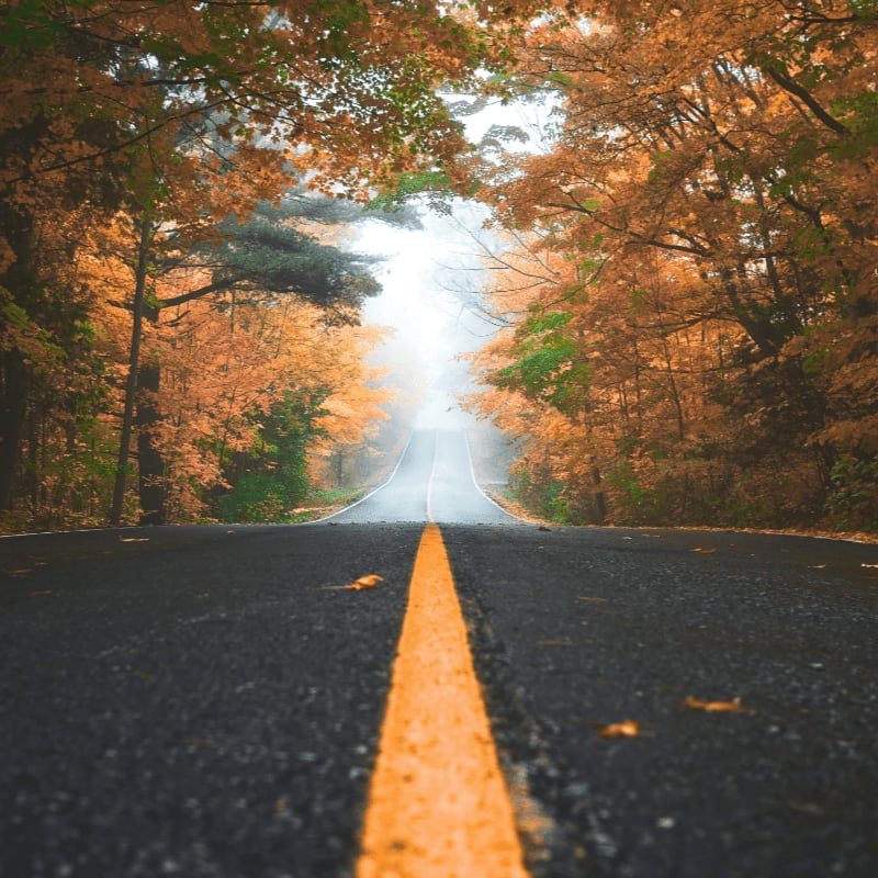 gray concrete road between brown and green leaf trees at daytime