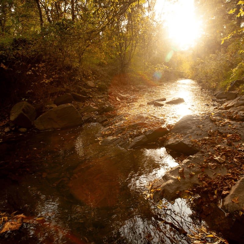 A rocky stream filled with autumn leaves flows through a golden forest under a bright, glowing sun.