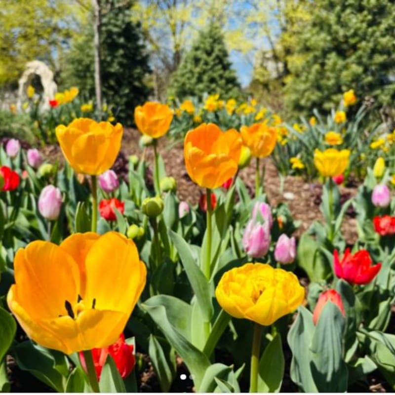 Bright yellow, orange, and pink tulips bloom in the foreground against a backdrop of lush green trees and a clear blue sky.
