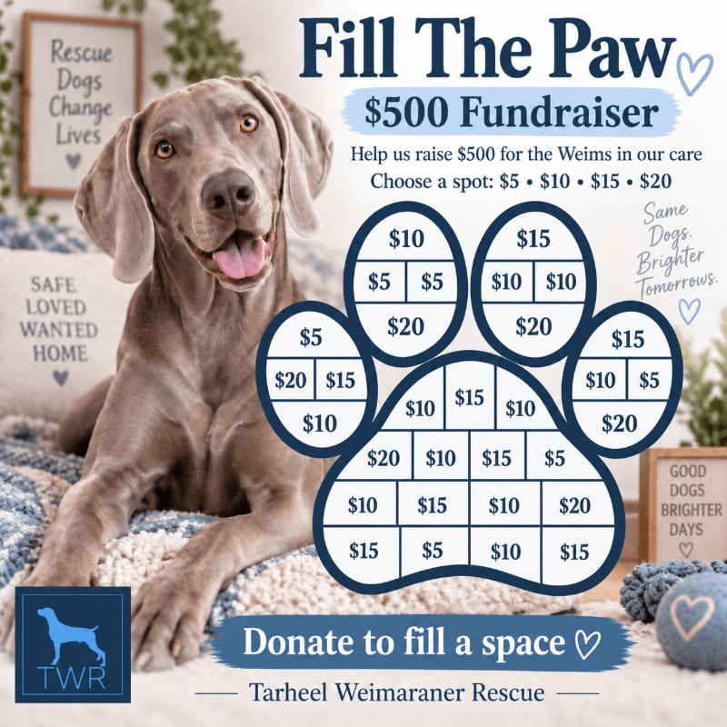 A grey Weimaraner dog sits in the foreground next to a "Fill The Paw" fundraiser graphic, with a cozy home interior featuring dog-themed signs in the background.