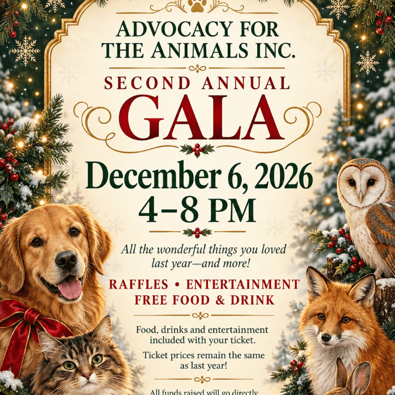 A golden retriever, a cat, a fox, and an owl surround a formal gala invitation set against a snowy, pine-filled winter background.