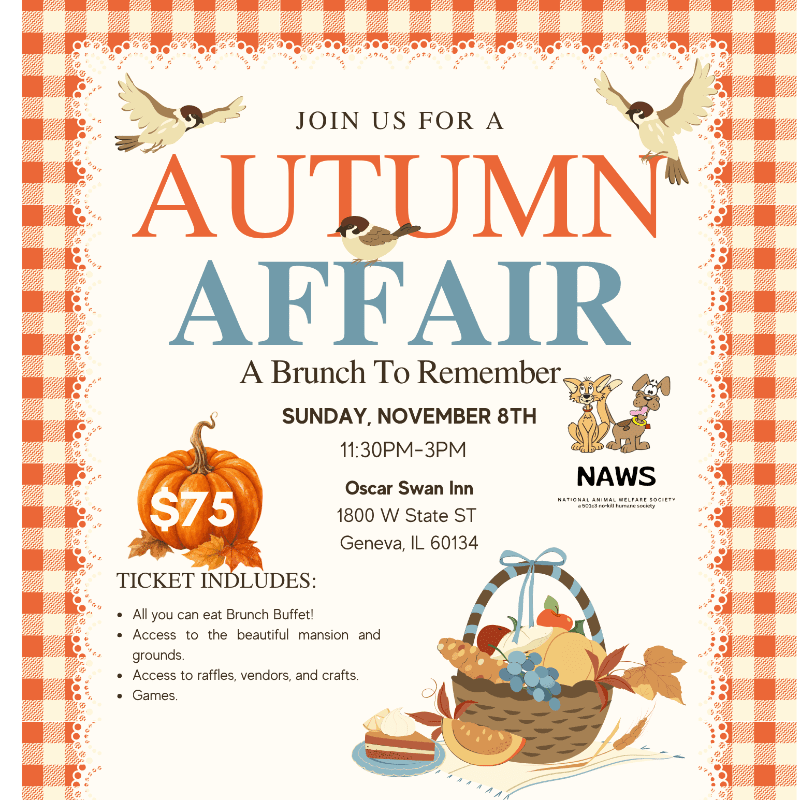 An invitation for an "Autumn Affair" brunch featuring a pumpkin and a food basket in the foreground against a white background with a red checkered border.