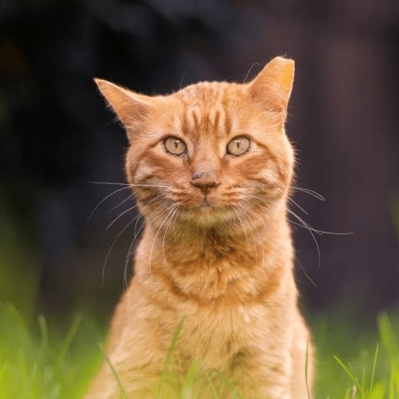 An orange tabby cat sits in green grass against a dark, blurred background.