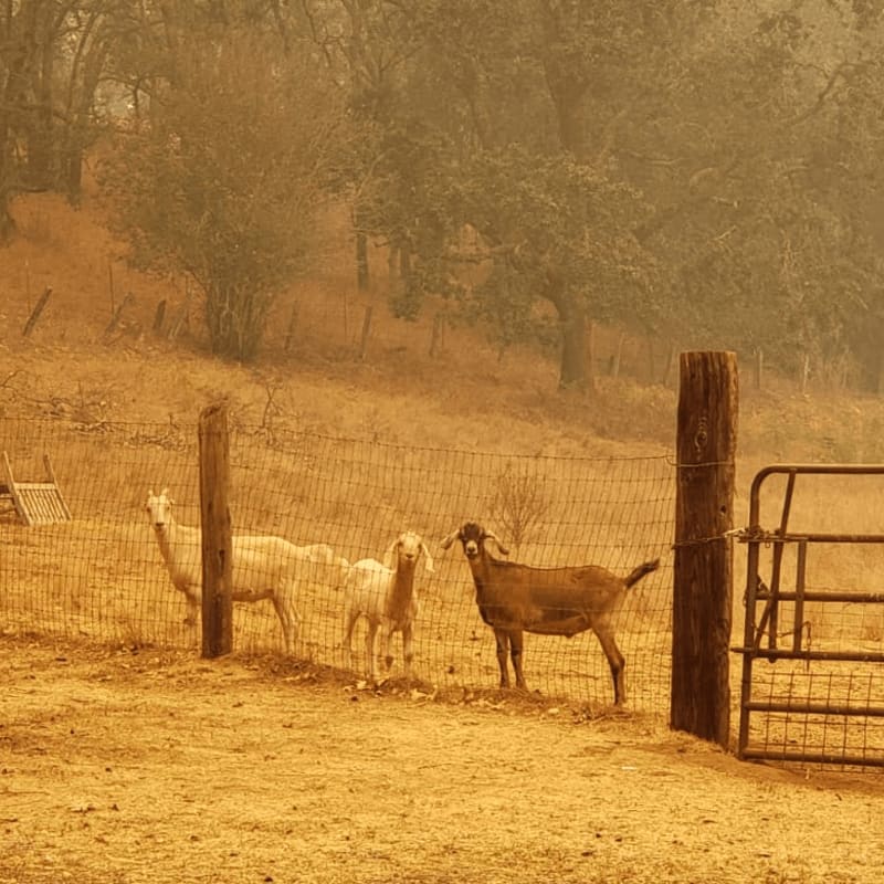 White silhouettes of a horse, cow, dog, and cat are centered within a red cross, all enclosed in a maroon circular border with the text "SONOMA COMMUNITY ANIMAL RESPONSE TEAM" against a white background.