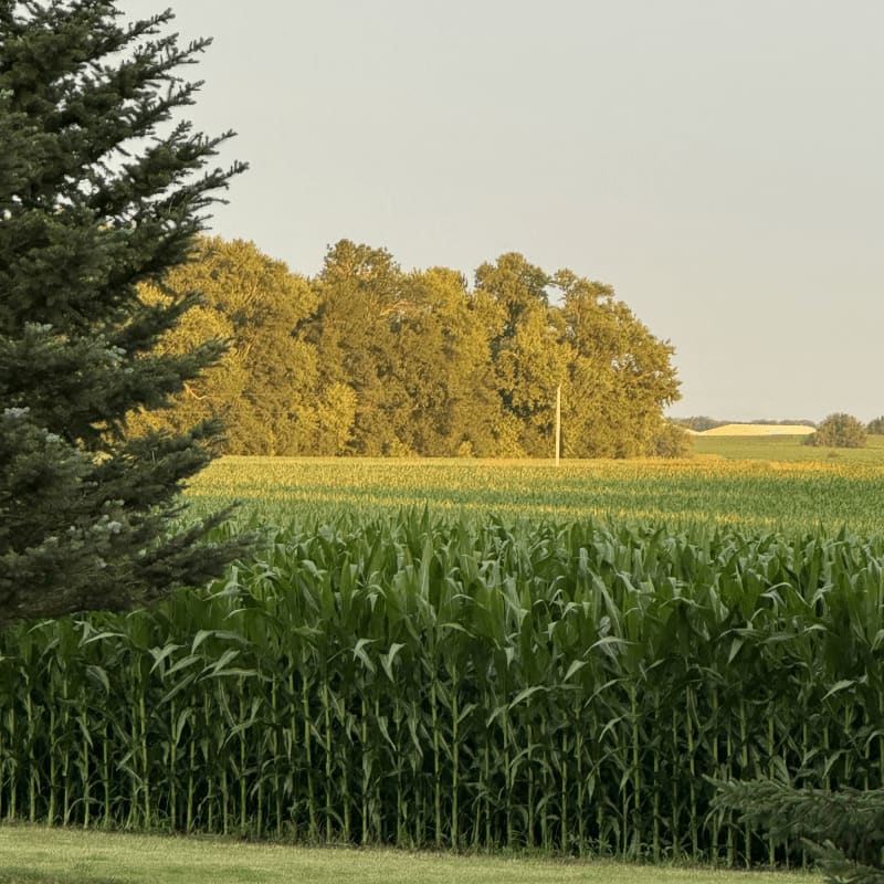 A lush green cornfield fills the foreground, leading back to a yellow field and a cluster of golden-brown trees under a pale sky.