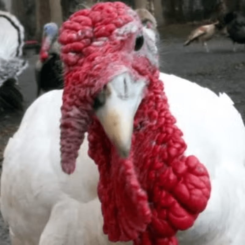 A white turkey with a prominent red wattle stands in the foreground against a blurred background of other turkeys and a wooded area.