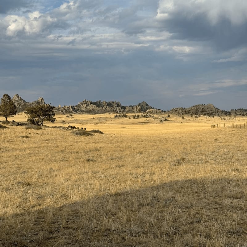A vast field of golden grass fills the foreground, leading toward a backdrop of rugged rock formations under a cloudy sky.