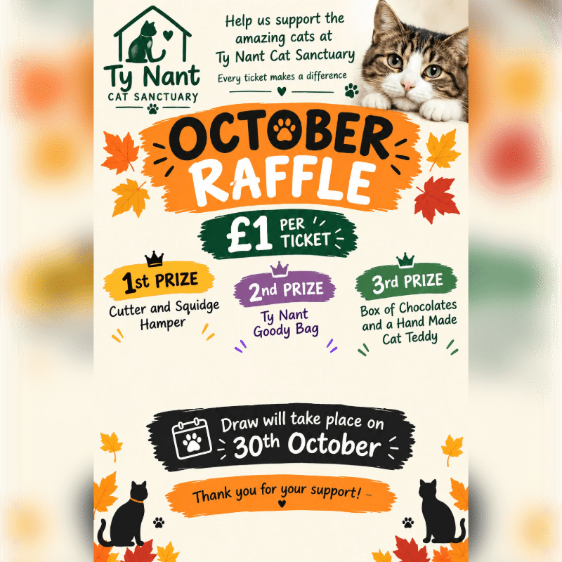 A promotional flyer for an October raffle for Ty Nant Cat Sanctuary features a kitten in the top right and prize details set against a white background with autumn leaves.