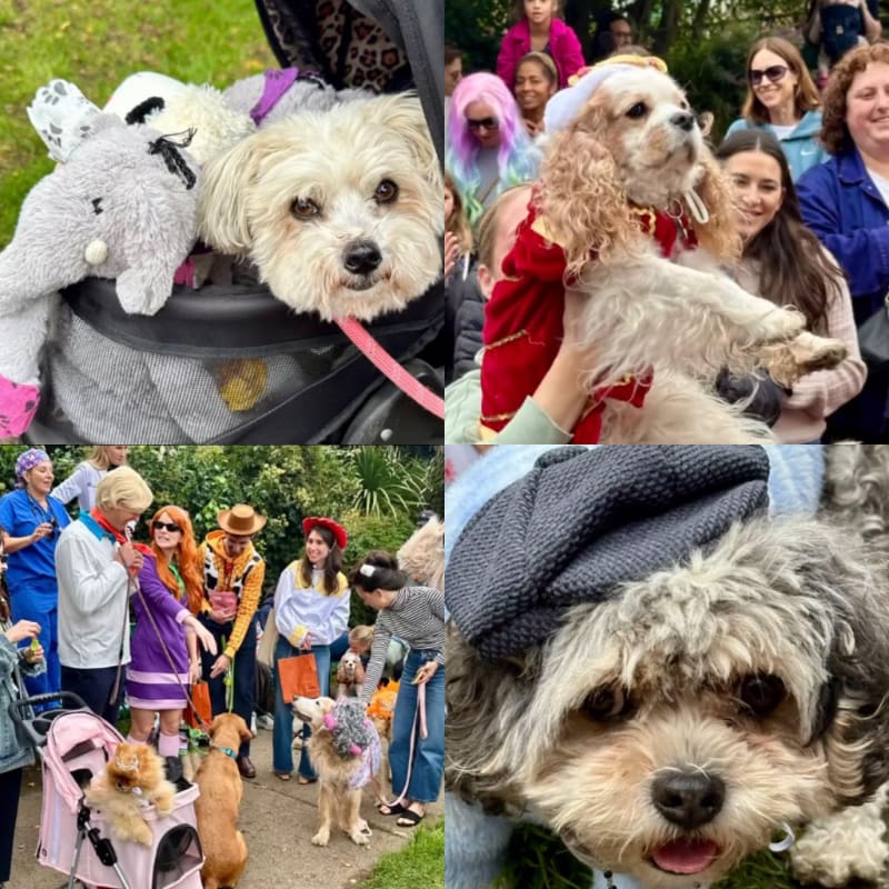 A collage of four photos features various small dogs, some in costumes or strollers, surrounded by people in a grassy outdoor setting.