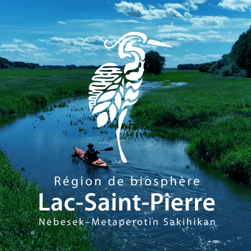 A person in a kayak paddles through a narrow river surrounded by lush green wetlands under a blue sky, with a large white stylized heron logo and French text overlaid in the center.