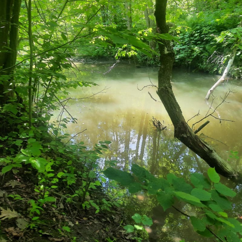 A leaning tree trunk and lush green foliage frame a murky pond reflecting the surrounding forest.