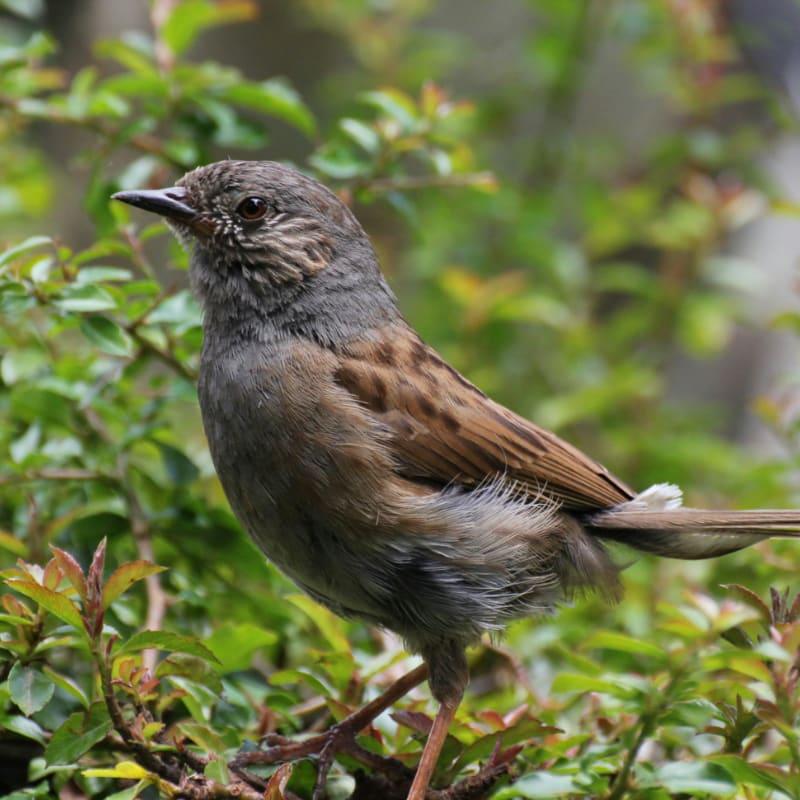a brown bird sitting on top of a tree branch
