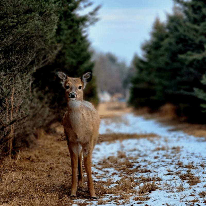 A brown deer stands on a snowy, grassy path flanked by dense evergreen trees.