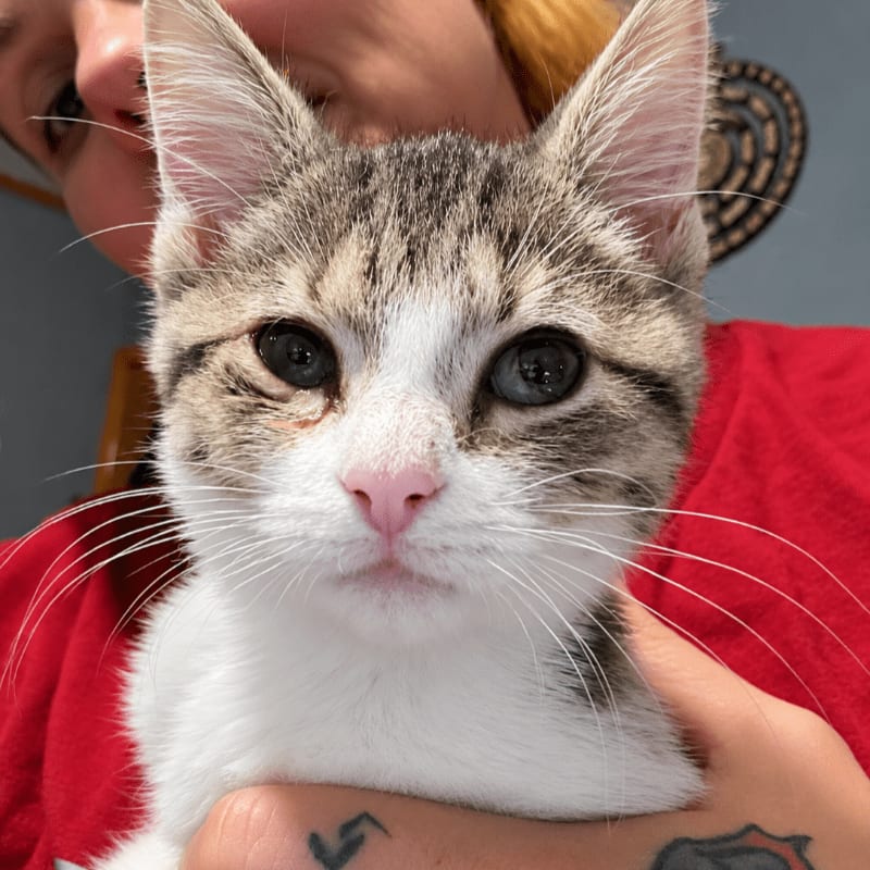 A small tabby and white kitten is held in the foreground by a person wearing a red shirt against a blurred grey background.