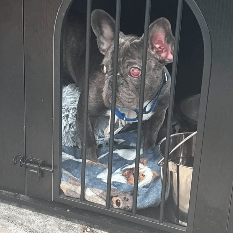 A grey French Bulldog stands behind the bars of a black crate, with a blue blanket and a metal bowl in the background.