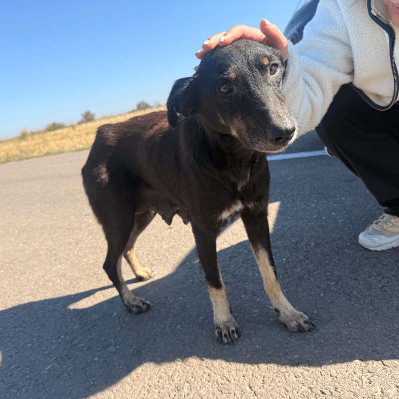 A thin black dog stands on a paved road while being petted by a person, with a dry grassy field and clear blue sky in the background.