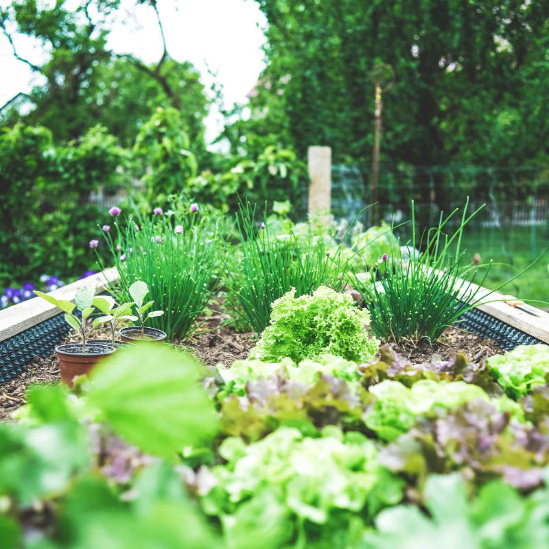 Lettuce and chives growing in a wooden raised garden bed in Gesees